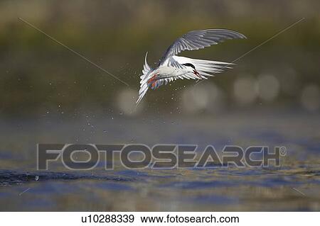 Common Tern (Sterna hirundo) flying in Oban town centre while fishing with fish in mouth. Oban, Argyll, Scotland, UK View Large Photo Image Stock Photo - Common Tern (Sterna hirundo) flying in Oban town centre while fishing with fish in mouth. Oban, Argyll, Scotland, UK. Fotosearch