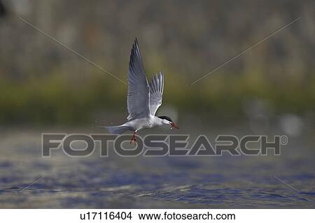 Common Tern (Sterna hirundo) flying with fish in mouth in Oban town centre while fishing. Oban, Argyll, Scotland, UK View Large Photo Image Picture - Common Tern (Sterna hirundo) flying with fish in mouth in Oban town centre while fishing. Oban, Argyll, Scotland, UK. Fotosearch