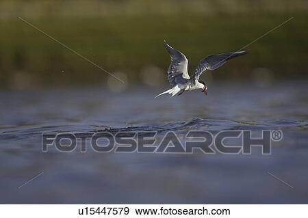 Stock Photo - Common Tern (Sterna hirundo) flying with fish in mouth in Oban town centre while fishing. Oban, Argyll, Scotland, UK. Fotosearch