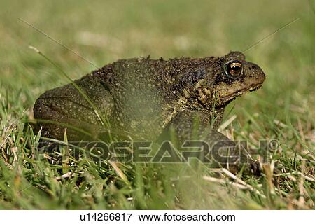 Stock Photo - Common toad. UK. Fotosearch