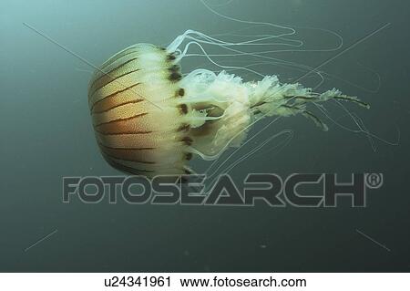 Compass Jellyfish (Chrysaora hysoscella) Scraggane, The Maharees, County Kerry, Ireland View Large Photo Image Stock Image - Compass Jellyfish (Chrysaora hysoscella) Scraggane, The Maharees, County Kerry, Ireland. Fotosearch