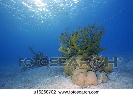 Coral bommies in sandy substrate, Rongelap, Marshall Islands, Micronesia View Large Photo Image Stock Image - Coral bommies in sandy substrate, Rongelap, Marshall Islands, Micronesia. Fotosearch