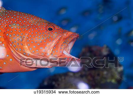 Picture - Coral Grouper (Cephalopholis miniata) being cleaned by a Bruun's Cleaning Partner Shrimp (Urocaridella aontonbruunii) this incredible gaping action allows the shrimp uninhibited access to the mouth and gills. Red Sea.. Fotosearch