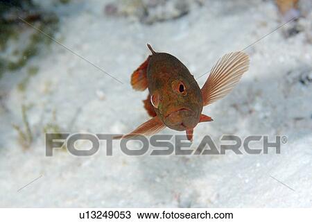 Coral grouper, Cephalopholis miniata, Rongelap, Marshall Islands, Micronesia View Large Photo Image Stock Image - Coral grouper, Cephalopholis miniata, Rongelap, Marshall Islands, Micronesia. Fotosearch