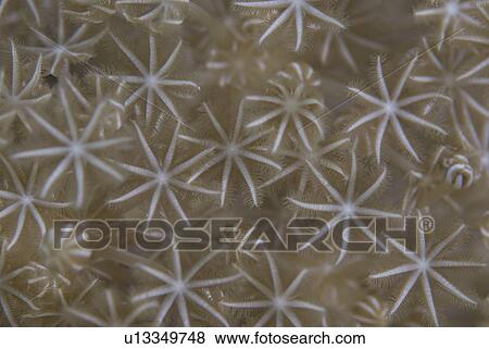 Stock Photo - Coral polyp detail pale cream in colour, Red Sea, Egypt.. Fotosearch