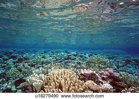 Coral reef flat Mili, Marshall Islands (N. Pacific) View Large Photo Image Stock Image - Coral reef flat Mili, Marshall Islands (N. Pacific). Fotosearch