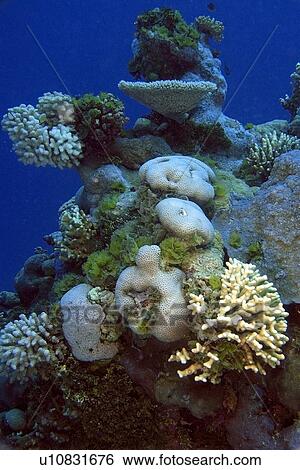 Stock Photograph - Coral reef, Namu atoll, Marshall Islands (N. Pacific). Fotosearch