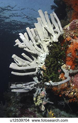 Picture - Coral Reef Scene Wakatobi, Onemobaa Island, Indonesia. Fotosearch