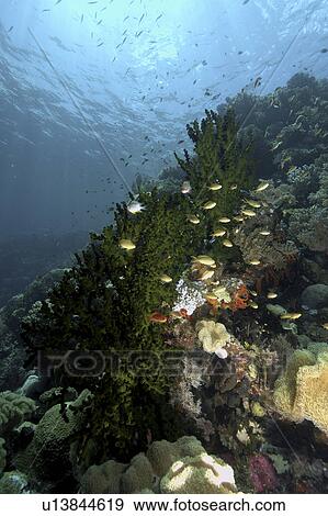 Coral Reef Scene Wakatobi, Onemobaa Island, Indonesia View Large Photo Image Stock Photo - Coral Reef Scene Wakatobi, Onemobaa Island, Indonesia. Fotosearch