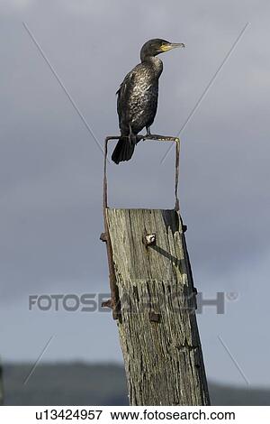 Stock Photo - Cormorant (Phalacrocorax carbo) on old pier. Cormorants use the old pier at Salen. Isle of Mull, to forage in the Sound of Mull. Hebrides, Scotland. Fotosearch