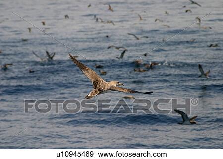 Stock Photo - Cory shearwater in flight above sea (Calonectris diomedea) Azores, Atlantic Ocean. Fotosearch