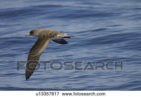 Stock Photo - Corys shearwater (Calonectris diomedea) in flight, Gran Canaria, Canary Islands, Atlantic Ocean. Fotosearch