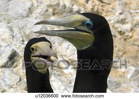 Stock Image - Couple of brown booby, Sula leucogaster, displaying cooling behavior, St. Peter and St. Paul's rocks, Brazil, Atlantic Ocean . Fotosearch