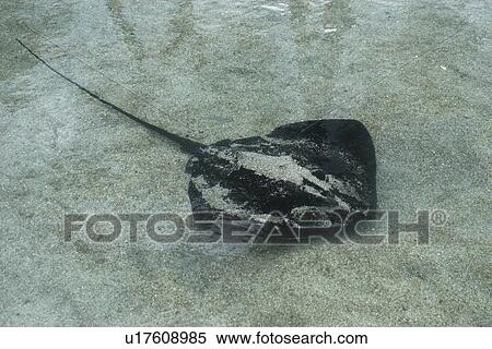 Stock Photography - Cowtail Stingray (Pastinachus sephen) captive, Oahu, Hawaii (Pacific). Fotosearch