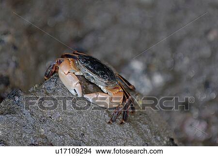 Picture - Crab on rocks. National marine sanctuary, Monterey bay, California Pacific ocean, USA.. Fotosearch
