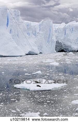 Crabeater Seal (Lobodon carcinophaga) Adult pair hauled out on ice near the Antarctic Peninsula. View Large Photo Image Picture - Crabeater Seal (Lobodon carcinophaga) Adult pair hauled out on ice near the Antarctic Peninsula.. Fotosearch