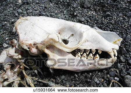 Picture - Crabeater seal (Lobodon carcinophaga) skull on the beach on Bird Island, Antarctica. Note the highly specialized lobed teeth used for the capture and consumption of krill in and around the Antarctic Peninsula.. Fotosearch