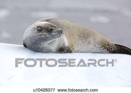 Stock Photo - Crabeater seal (Lobodon carcinophaga) hauled out on ice in and around the Antarctic Peninsula.. Fotosearch