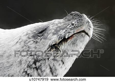 Crabeater Seal (Lobodon carcinophaga) Adult hauled out on ice near the Antarctic Peninsula. View Large Photo Image Stock Photo - Crabeater Seal (Lobodon carcinophaga) Adult hauled out on ice near the Antarctic Peninsula.. Fotosearch