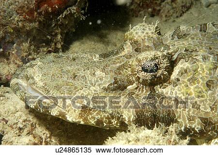 Stock Photography - Crocodile Fish (Platycephalidae). Borneo, Malaysia. Fotosearch