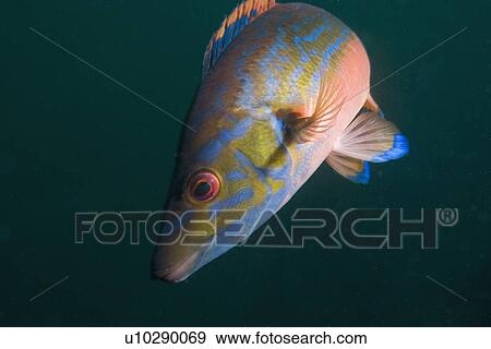 Cuckoo Wrasse male (Labrus mixtus), Sark, Channel Islands, UK View Large Photo Image Stock Photo - Cuckoo Wrasse male (Labrus mixtus), Sark, Channel Islands, UK. Fotosearch
