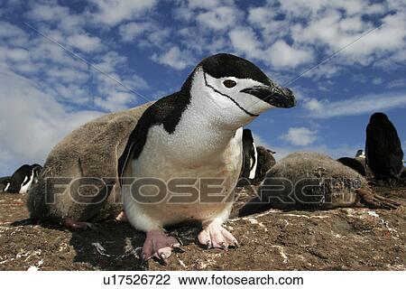 Curious adult chinstrap penguin (Pygoscelis Antarctica) inspects the camera on Deception Island, Antarctica. View Large Photo Image Stock Image - Curious adult chinstrap penguin (Pygoscelis Antarctica) inspects the camera on Deception Island, Antarctica.. Fotosearch