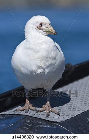 Stock Image - Curious adult pale-faced sheathbill(s) (Chionis alba) alight on Lindblad Expedition Zodiacs on Useful Island near the Antarctic peninsula. This is the only sheathbill on the Antarctic peninsula, to 65 degrees south. It is also known as the snowy sheathbil. Fotosearch