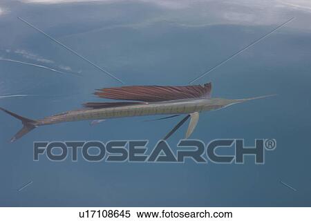 Curious adult Sailfish (Istiophorus platypterus) approaching the boat at the surface in the Gulf of California (Sea of Cortez), Mexico. View Large Photo Image Stock Photography - Curious adult Sailfish (Istiophorus platypterus) approaching the boat at the surface in the Gulf of California (Sea of Cortez), Mexico.. Fotosearch