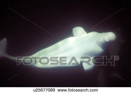 Curious Beluga (Delphinapterus leucas) approach underwater in the Churchill River, Hudson Bay, Manitoba, Canada. View Large Photo Image Stock Photo - Curious Beluga (Delphinapterus leucas) approach underwater in the Churchill River, Hudson Bay, Manitoba, Canada.. Fotosearch