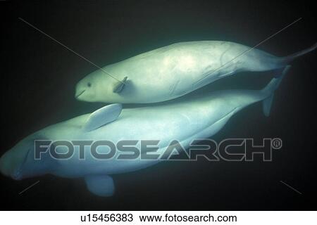 Stock Image - Curious Beluga mother and calf (Delphinapterus leucas) approach underwater (blowing bubbles) in the Churchill River, Hudson Bay, Manitoba, Canada.. Fotosearch