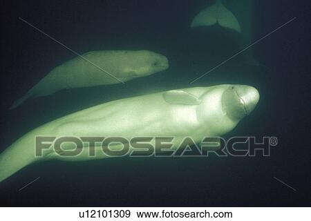 Curious Beluga mother and calf (Delphinapterus leucas) approach underwater (blowing bubbles) in the Churchill River, Hudson Bay, Manitoba, Canada. View Large Photo Image Stock Photo - Curious Beluga mother and calf (Delphinapterus leucas) approach underwater (blowing bubbles) in the Churchill River, Hudson Bay, Manitoba, Canada.. Fotosearch