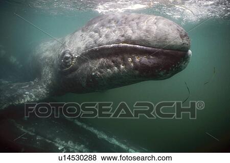 Curious Gray Whale (Eschrichtius robustus) mother and calf underwater in San Ignacio Lagoon, Baja California Sur, Mexico. View Large Photo Image Stock Photo - Curious Gray Whale (Eschrichtius robustus) mother and calf underwater in San Ignacio Lagoon, Baja California Sur, Mexico.. Fotosearch