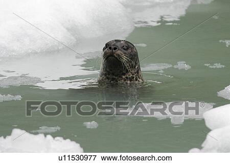 Curious harbor seal (Phoca vitulina) swimming amongst ice calved from the Sawyer Glaciers in Tracy arm, Southeast Alaska, USA. Pacific Ocean. View Large Photo Image Stock Photo - Curious harbor seal (Phoca vitulina) swimming amongst ice calved from the Sawyer Glaciers in Tracy arm, Southeast Alaska, USA. Pacific Ocean.. Fotosearch