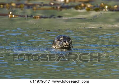 Stock Photo - Curious harbor seal (Phoca vitulina) watching from kelp bed in the entrance to Takatz Bay on Baranof Island, Southeast Alaska, USA. Pacific Ocean.. Fotosearch