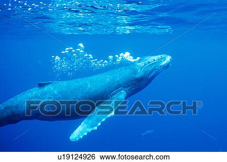 Stock Photograph - Curious humpback whale calf blows bubble trail underwater in the AuAu Channel, Maui, Hawaiid. Fotosearch