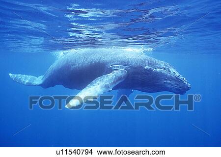 Picture - Curious humpback whale calf underwater in the AuAu Channel, Maui, Hawaii. Fotosearch