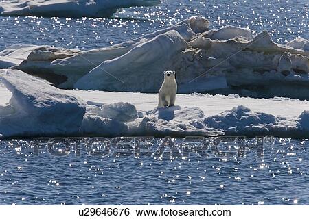 Stock Photograph - Curious polar bear (Ursus maritimus) on multi-year ice floes in the Barents Sea off the eastern coast of EdgeÏya (Edge Island) in the Svalbard Archipelago, Norway.. Fotosearch