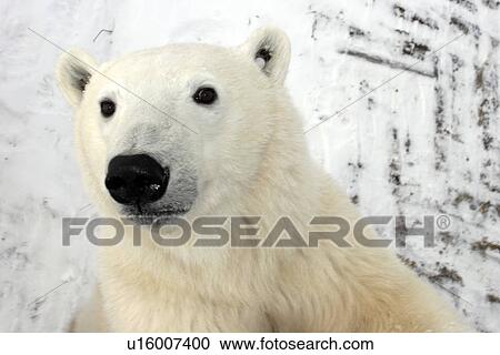 Stock Image - Curious Polar Bear (Ursus maritimus) inspects the photographer near Churchill, Manitoba, Canada.. Fotosearch