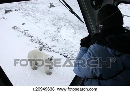 Stock Photo - Curious Polar Bear (Ursus maritimus) inspects the photographer near Churchill, Manitoba, Canada.. Fotosearch
