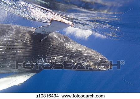 Picture - Curious sub-adult female humpback whale (Megaptera novaeangliae) interacting by rolling and approaching time and again in the AuAu Channel, Maui, Hawaii. Pacific Ocean. (rr). Fotosearch