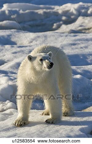 Curious young female polar bear (Ursus maritimus) on multi-year ice floes in the Barents Sea off the eastern coast of EdgeÏya (Edge Island) in the Svalbard Archipelago, Norway. View Large Photo Image Picture - Curious young female polar bear (Ursus maritimus) on multi-year ice floes in the Barents Sea off the eastern coast of EdgeÏya (Edge Island) in the Svalbard Archipelago, Norway.. Fotosearch