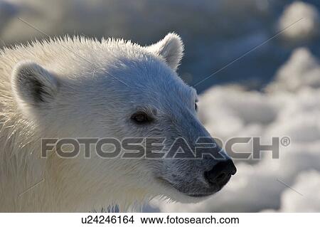 Picture - Curious young female polar bear (Ursus maritimus) on multi-year ice floes in the Barents Sea off the eastern coast of EdgeÏya (Edge Island) in the Svalbard Archipelago, Norway.. Fotosearch