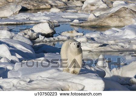 Stock Image - Curious young female polar bear (Ursus maritimus) on multi-year ice floes in the Barents Sea off the eastern coast of EdgeÏya (Edge Island) in the Svalbard Archipelago, Norway.. Fotosearch