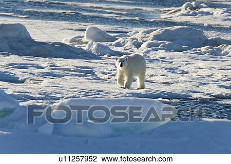 Stock Image - Curious young female polar bear (Ursus maritimus) on multi-year ice floes in the Barents Sea off the eastern coast of EdgeÏya (Edge Island) in the Svalbard Archipelago, Norway.. Fotosearch