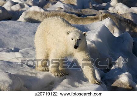 Stock Image - Curious young female polar bear (Ursus maritimus) on multi-year ice floes in the Barents Sea off the eastern coast of EdgeÏya (Edge Island) in the Svalbard Archipelago, Norway.. Fotosearch