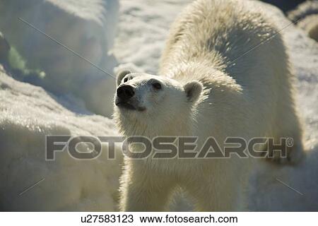 Stock Image - Curious young female polar bear (Ursus maritimus) on multi-year ice floes in the Barents Sea off the eastern coast of EdgeÏya (Edge Island) in the Svalbard Archipelago, Norway.. Fotosearch