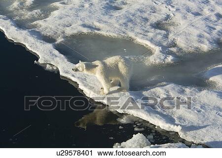 Stock Image - Curious young female polar bear (Ursus maritimus) on multi-year ice floes in the Barents Sea off the eastern coast of EdgeÏya (Edge Island) in the Svalbard Archipelago, Norway.. Fotosearch