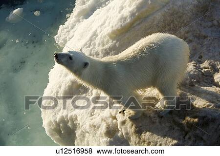 Stock Photo - Curious young female polar bear (Ursus maritimus) on multi-year ice floes in the Barents Sea off the eastern coast of EdgeÏya (Edge Island) in the Svalbard Archipelago, Norway.. Fotosearch