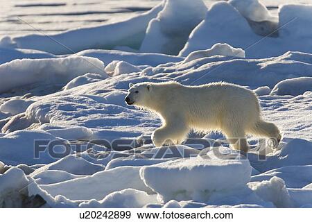 Curious young female polar bear (Ursus maritimus) on multi-year ice floes in the Barents Sea off the eastern coast of EdgeÏya (Edge Island) in the Svalbard Archipelago, Norway. View Large Photo Image Stock Photo - Curious young female polar bear (Ursus maritimus) on multi-year ice floes in the Barents Sea off the eastern coast of EdgeÏya (Edge Island) in the Svalbard Archipelago, Norway.. Fotosearch