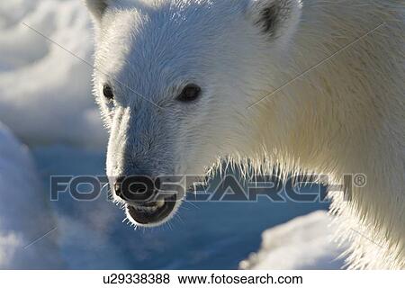 Stock Photo - Curious young female polar bear (Ursus maritimus) on multi-year ice floes in the Barents Sea off the eastern coast of EdgeÏya (Edge Island) in the Svalbard Archipelago, Norway.. Fotosearch